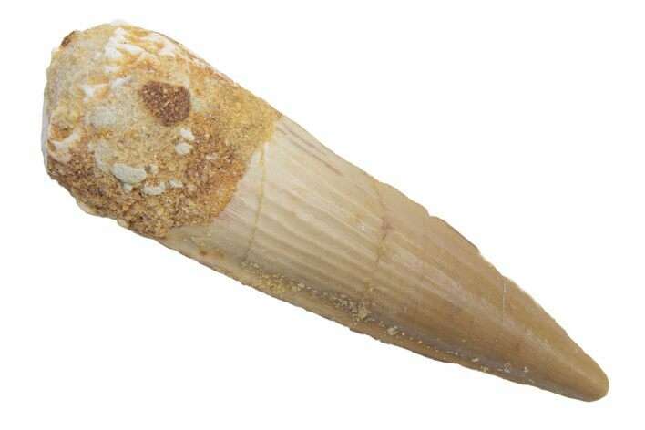 Fossil Spinosaurus Tooth - Real Dinosaur Tooth #222576